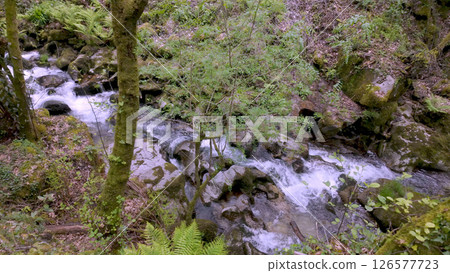 Clear stream cascades over mossy rocks through a lush forest at Levadas de Jugueiros Clear stream cascades over mossy rocks through a lush forest at Levadas de Jugueiros 126577723