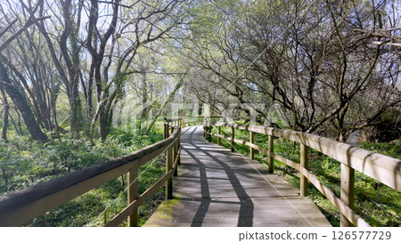 Wooden walkway curves through Parque das Ribeiras Wooden walkway curves through Parque das Ribeiras 126577729