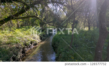 Gentle stream flows through lush vegetation in Parque das Ribeiras 126577732