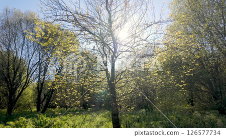 Sunlight streams through budding trees at Parque das Ribeiras Sunlight streams through budding trees at Parque das Ribeiras 126577734