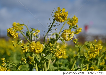 Daiichi Nagisa Park強姦場 Daiichi Nagisa Park強姦場 126577798