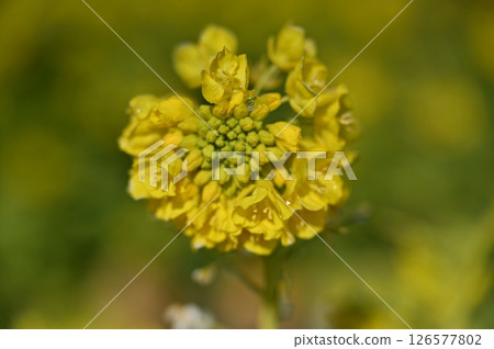 Daiichi Nagisa Park強姦場 126577802