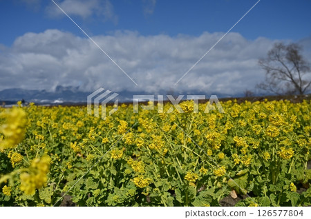 Daiichi Nagisa Park強姦場 Daiichi Nagisa Park強姦場 126577804