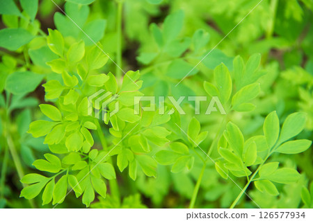 野生植物發芽 野生植物發芽 126577934