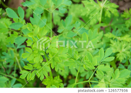 Wild plant sprouts Wild plant sprouts 126577936