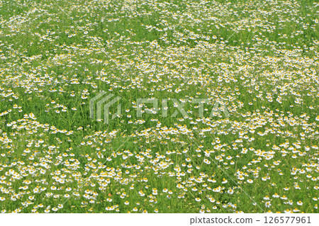 Chamomile field in full bloom 126577961