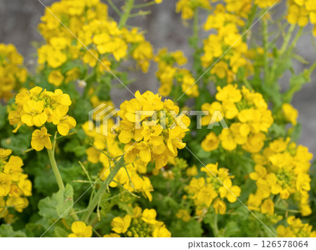 納米哈娜盛開 126578064