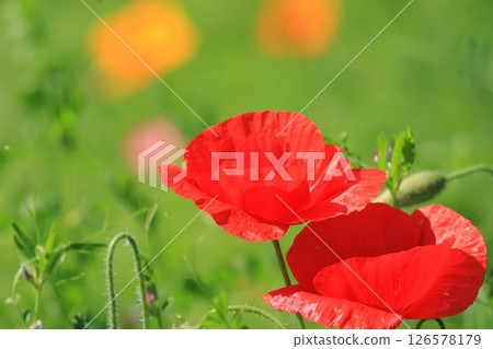 盛開的罌粟花田 126578179