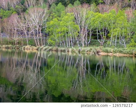 A birch forest reflected on the water A birch forest reflected on the water 126578217