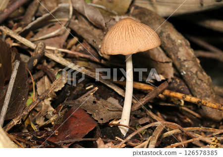 A full side view of an ochre-colored Pleurotus gracilis mushroom with a distinctive wrinkled cap (strobe macro photography in a natural environment) 126578385