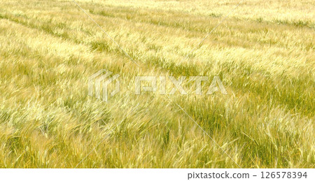 麥田在風中搖曳 麥田在風中搖曳 126578394