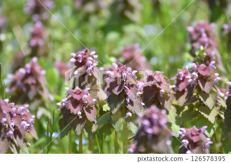 在春天領域盛開 126578395