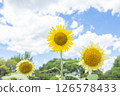 Big sunflower in a sunflower field 126578433