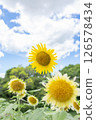 Big sunflower in a sunflower field 126578434