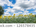 Sunflower fields at Umami Hill Park 126578435