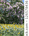Crape myrtle and sunflower field 126578436