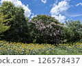 Crape myrtle and sunflower field 126578437