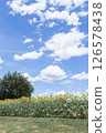 Sunflowers blooming in Umami Hill Park 126578438