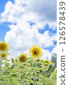 A bumblebee resting on a sunflower in a sunflower field 126578439