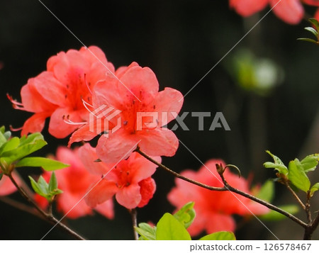 鮮豔的山辻花映照著陽光（20250514101141） 126578467