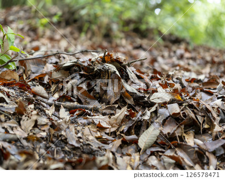 Fallen leaves wet in the rain 126578471