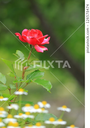 紅玫瑰花 126578474