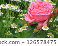 Beautiful pink roses 126578475
