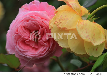 紅色和黃色玫瑰 126578476