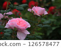 rose flower, light red 126578477