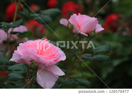 玫瑰花，淺紅色 126578477