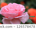 Beautiful pink roses 126578478