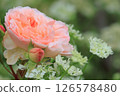 Light pink rose 126578480