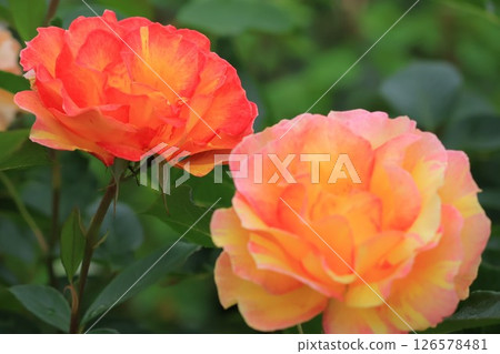 Beautiful roses 126578481