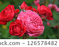 Rose with red and pink 126578482