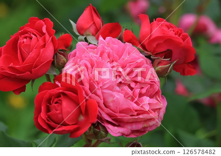 玫瑰紅色和粉紅色 126578482