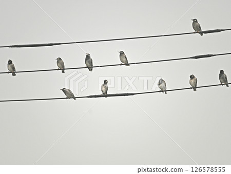 椋鳥在空中打架 椋鳥在空中打架 126578555