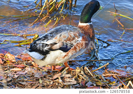 Mallard duck at the waterside Mallard duck at the waterside 126578558