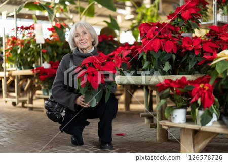 Mature woman choosing pots with Poinsettia 126578726