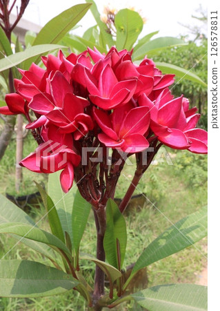 frangipani flower plant on farm frangipani flower plant on farm 126578811
