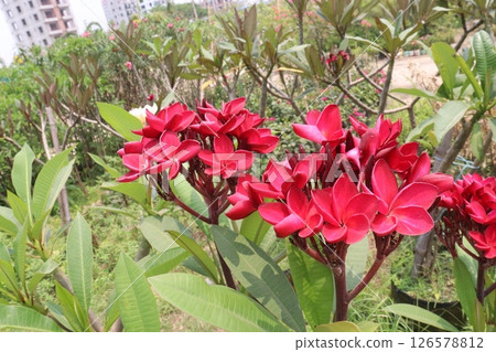 frangipani flower plant on farm frangipani flower plant on farm 126578812