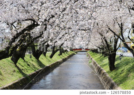 Oguchicho Cherry Blossom Festival Gojo River Cherry Blossom Line 126578850