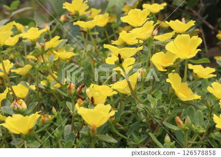 purslane flower plant on nursery purslane flower plant on nursery 126578858