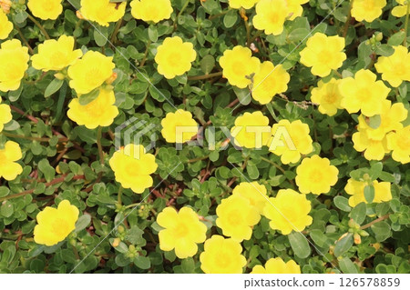 purslane flower plant on nursery purslane flower plant on nursery 126578859