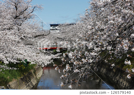 Cherry blossoms, Iwakura City, Cherry Blossom Festival, Gojo River, Aichi Prefecture 126579140