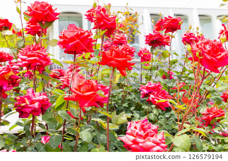 神戶須磨離宮公園花園裡盛開的玫瑰和噴泉 126579194