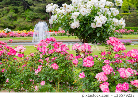 Blooming roses and a fountain in the garden at Suma Rikyu Park in Kobe Blooming roses and a fountain in the garden at Suma Rikyu Park in Kobe 126579222