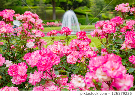 Blooming roses and a fountain in the garden at Suma Rikyu Park in Kobe 126579226