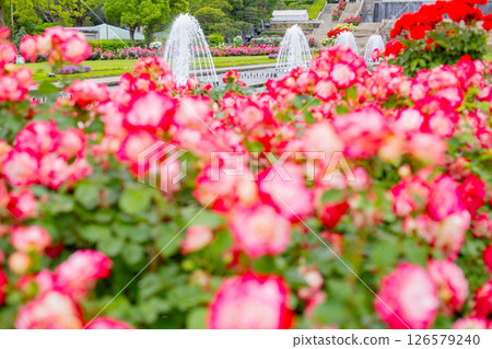 Blooming roses and a fountain in the garden at Suma Rikyu Park in Kobe Blooming roses and a fountain in the garden at Suma Rikyu Park in Kobe 126579240