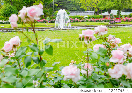Blooming roses and a fountain in the garden at Suma Rikyu Park in Kobe 126579244