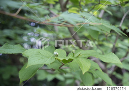 北鎌倉怒府市 126579254